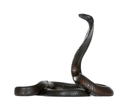 Side view of Egyptian cobra, against white background