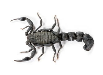 High angle view of Scorpion, against white background