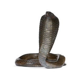 Fototapeta premium Egyptian cobra, against white background, studio shot