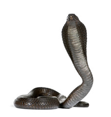 Fototapeta premium Portrait of Egyptian cobra, against white background