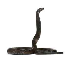 Naklejka premium Side view of Egyptian cobra, against white background,