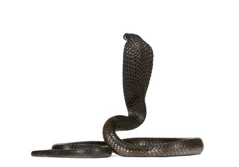 Fototapeta premium Rear view of Egyptian cobra, against white background