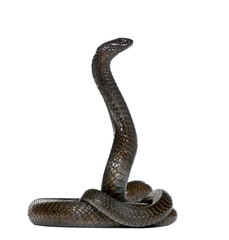 Side view of Egyptian cobra, against white background