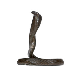 Naklejka premium Side view of Egyptian cobra, against white background