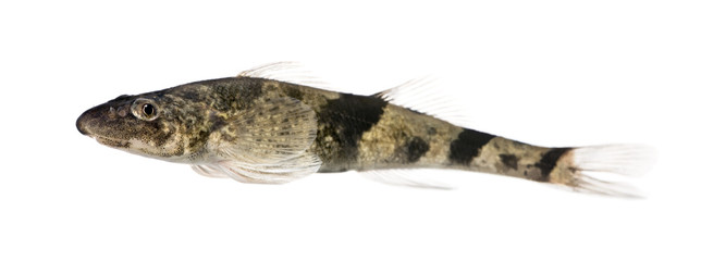 Obraz premium Side view of rhone streber fish, against white background