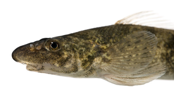 Side view of rhone streber fish, against white background