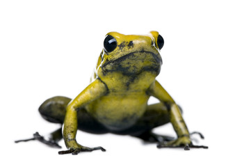 Obraz premium Golden Poison Frog, against white background, studio shot