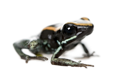 Golfodulcean Poison Frog, against white background
