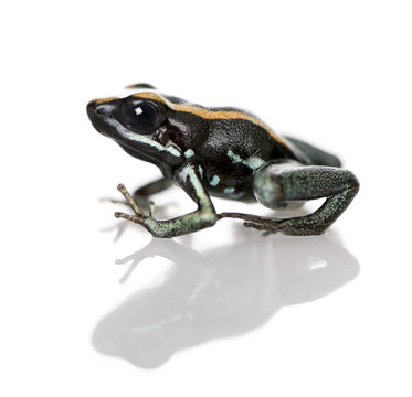 Golfodulcean Poison Frog, against white background