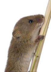 Harvest Mouse, climbing on piece of wood, studio shot