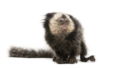 Young White-headed Marmoset, in front of white background