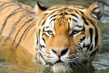 Naklejka premium Zoo 72