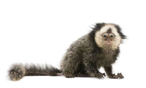 White-headed Marmoset in front of white background