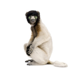 Young Crowned Sifaka sitting against white background