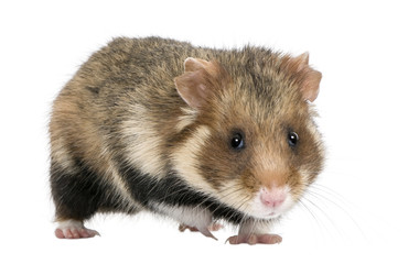 European Hamster against white background