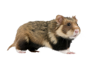 European Hamster, against white background, studio shot