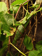 Obraz premium Malayan jungle nymph (heteropterix dilatata)