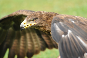 Raubvogel 13