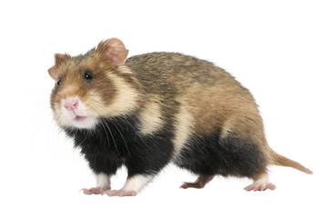 European Hamster, against white background, studio shot