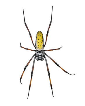 Golden orb-web spider, against white background, studio shot