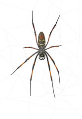 Golden orb-web spider, against white background, studio shot