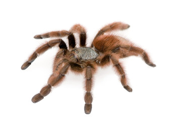 Antilles pinktoe tarantula, against white background