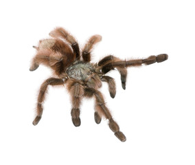 Antilles pinktoe tarantula, against white background