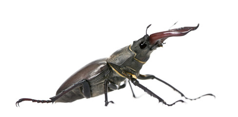 European Stag beetle, against white background