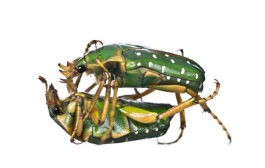 East Africa flower beetles fighting in front of white background