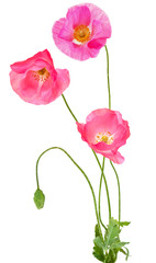 Poppy Flowers