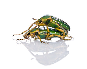 Flower beetles having sex, in front of white background