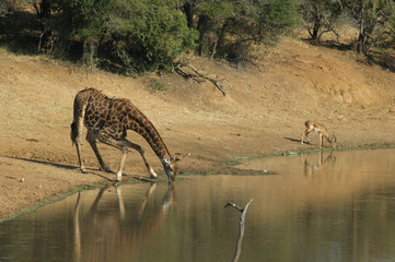 scene du kruger