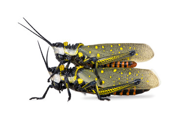 Malaysian locusts having sex in front of white background