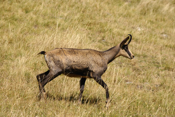 chamois