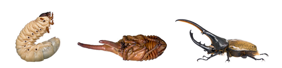 Nymph, larva and adulte of a male Hercules beetle, studio shot