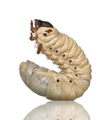 Larva of a Hercules beetle, against white background