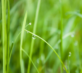 Grass in summer