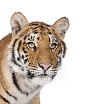 Close-up of Bengal Tiger in front of a white background