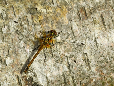 dragonfly on birch bark