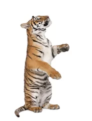 Papier Peint photo autocollant Tigre Tigre du Bengale, 1 an, assis en face de fond blanc