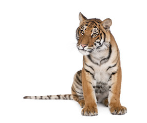 Fototapeta premium Portret Tygrys Bengalski, siedząc białym tle