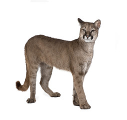 Fototapeta premium Puma cub, standing against white background, studio shot