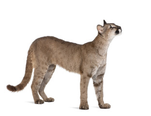 Puma cub, standing and looking up against white background