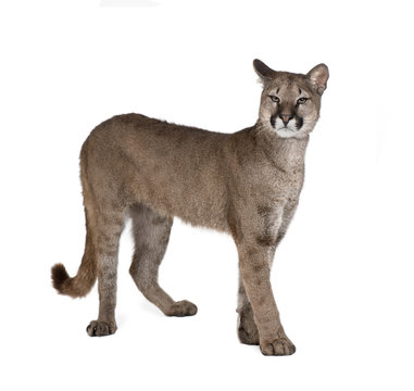 Puma Cat