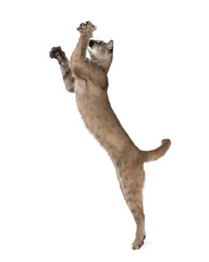 Puma cub, leaping in midair against white background