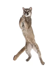 Keuken spatwand met foto Puma cub, leaping in midair against white background © Eric Isselée