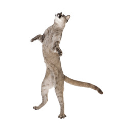 Fototapeta premium Puma cub, standing on hind legs against white background