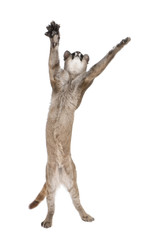 Puma cub, reaching against white background, studio shot