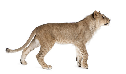 Fototapeta premium Side view of lion cub, standing against white background