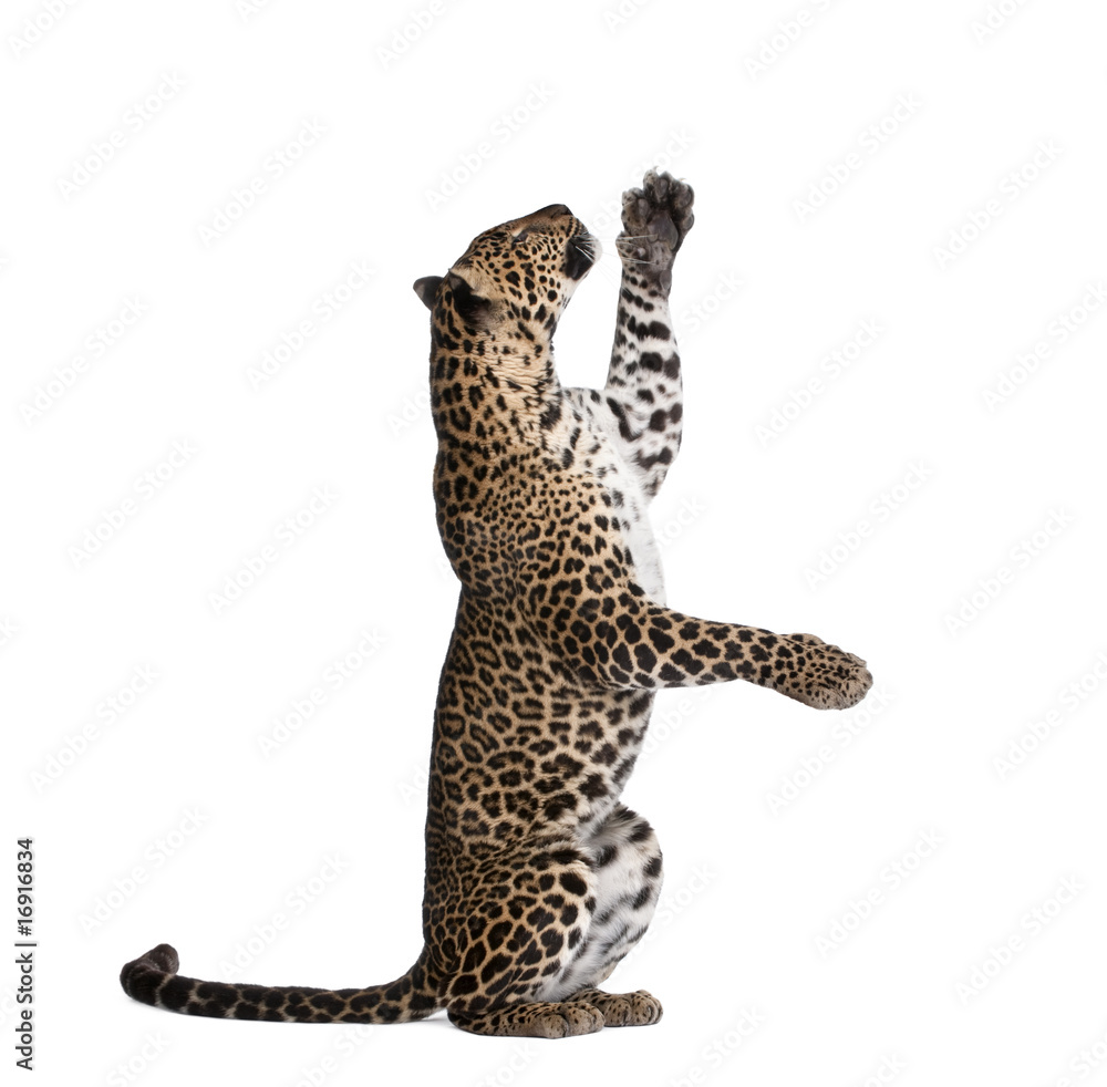 Wall mural leopard reaching up against white background, studio shot - Wall murals
